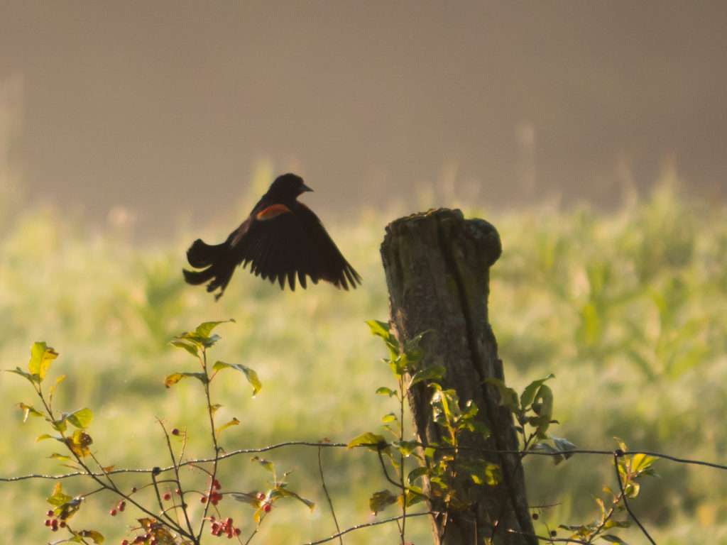 Blackbird landing on a post