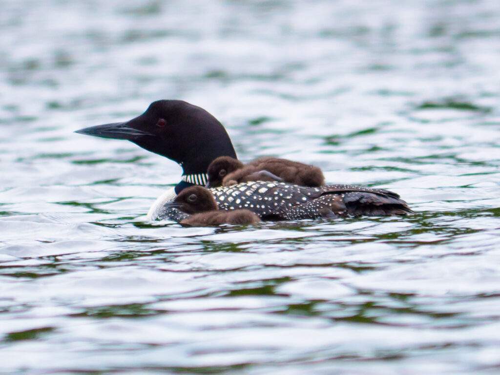 Loon with babies