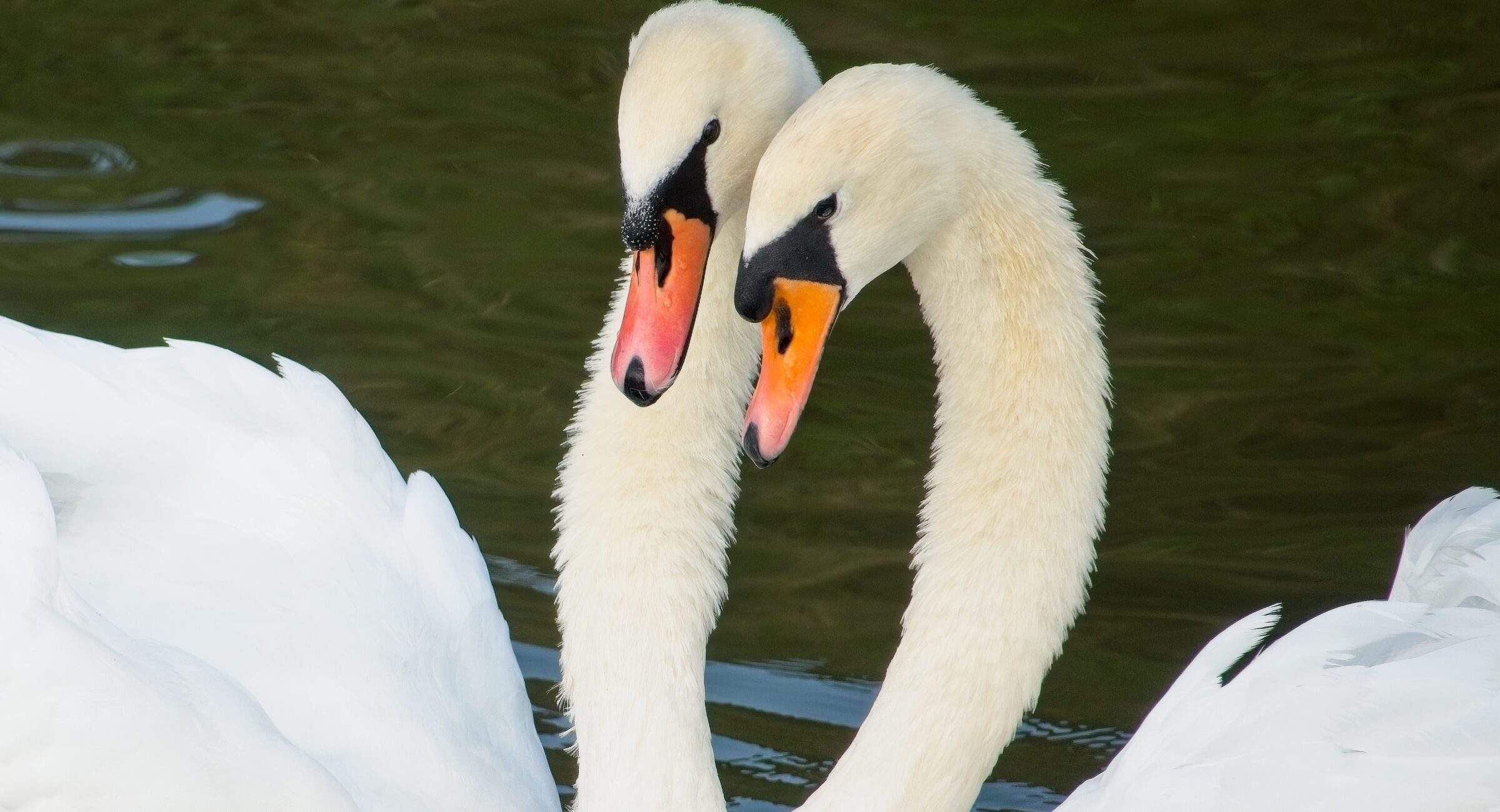 Pair of Swans on a River